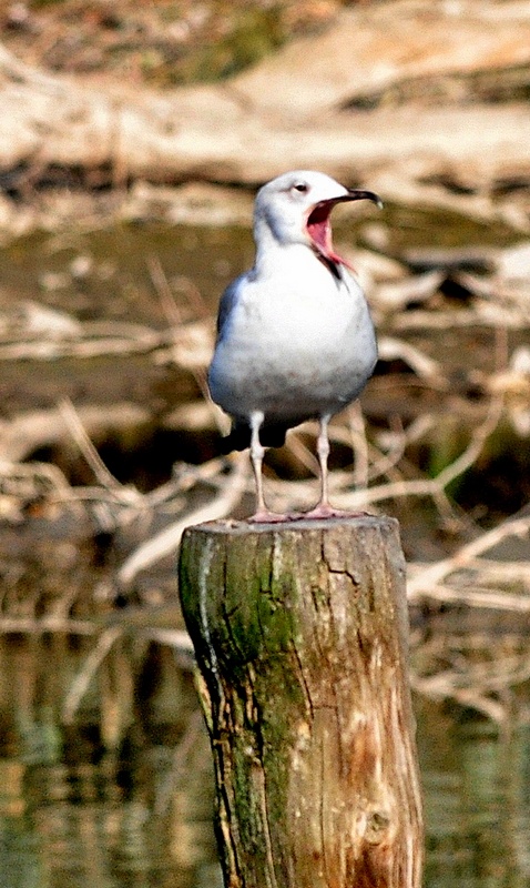 Avifauna humor